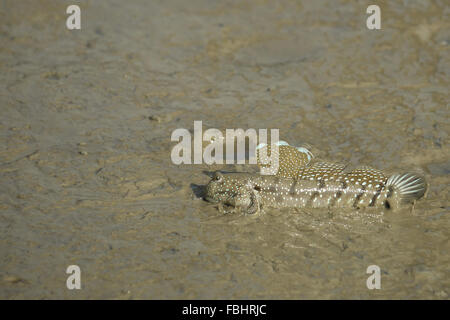 Ritratto di un Blue Spotted Skipper di fango Foto Stock