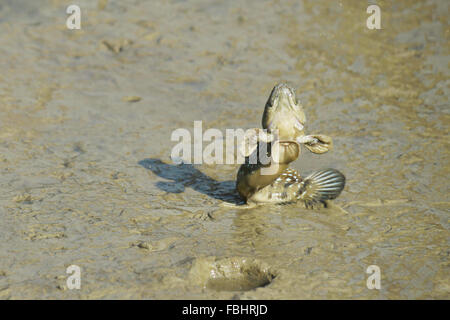 Ritratto di un Blue Spotted Skipper di fango Foto Stock