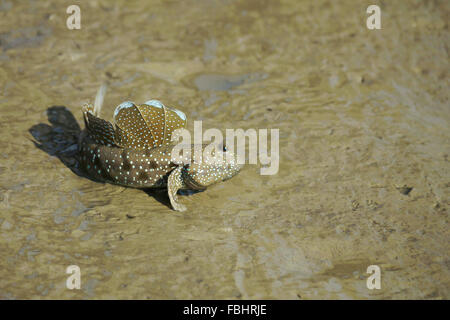 Ritratto di un Blue Spotted Skipper di fango Foto Stock