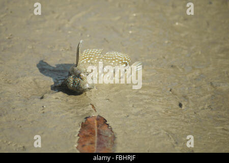 Ritratto di un Blue Spotted Skipper di fango Foto Stock