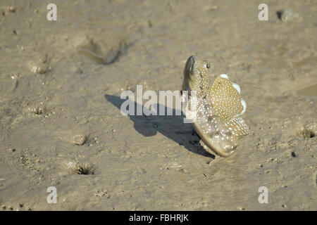 Ritratto di un Blue Spotted Skipper di fango Foto Stock