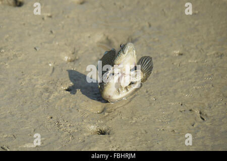 Ritratto di un Blue Spotted Skipper di fango Foto Stock