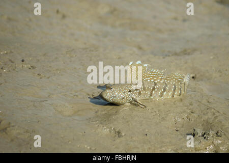 Ritratto di un Blue Spotted Skipper di fango Foto Stock