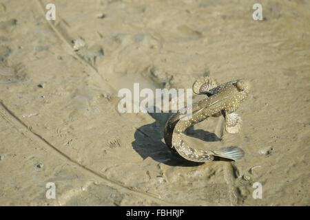 Ritratto di un Blue Spotted Skipper di fango Foto Stock