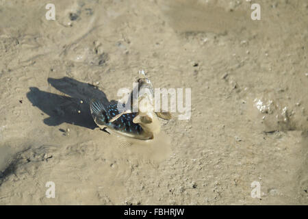 Ritratto di un Blue Spotted Skipper di fango Foto Stock