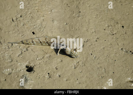 Ritratto di un Blue Spotted Skipper di fango Foto Stock