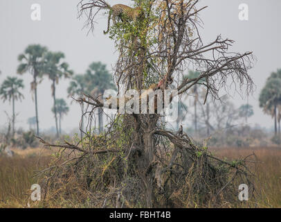 Una femmina di leopard (Panthera pardus pardus) e i suoi cuccioli in una struttura ad albero con un kill, Okavango Delta, Botswana, Africa Foto Stock