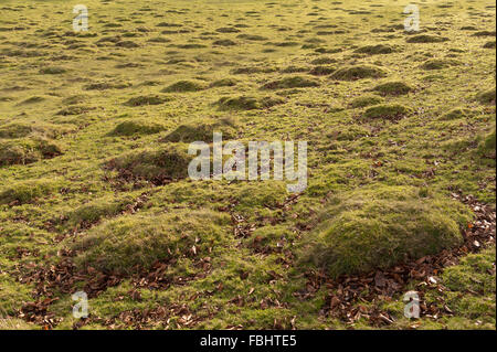 Masse di vecchi ant hill colonie cresciute su erba con la creazione di un fondo sconnesso ant paesaggio creato sulla terra tumuli prateria di acido Foto Stock