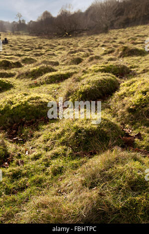 Masse di vecchi ant hill colonie cresciute su erba con la creazione di un fondo sconnesso ant paesaggio creato sulla terra tumuli prateria di acido Foto Stock