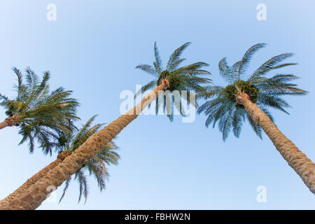 Alberi di Palma contro il cielo blu, girato da sotto Foto Stock