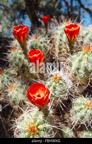 Mojave lo stampaggio cactus a Joshua Tree National Park, California Foto Stock