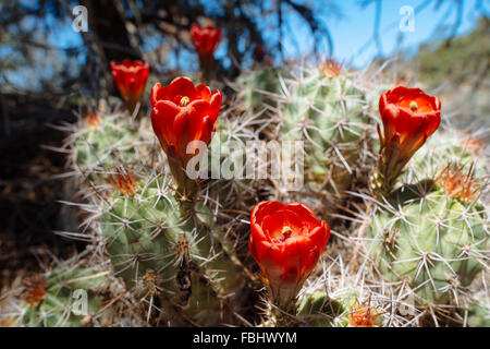 Mojave lo stampaggio cactus a Joshua Tree National Park, California Foto Stock