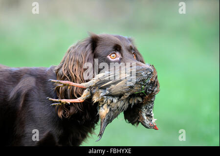 Cane domestico, inglese Cocker Spaniel (tipo di lavoro) portante shot pernici rosse (Alectoris rufa) in bocca, Suffolk, Engla Foto Stock