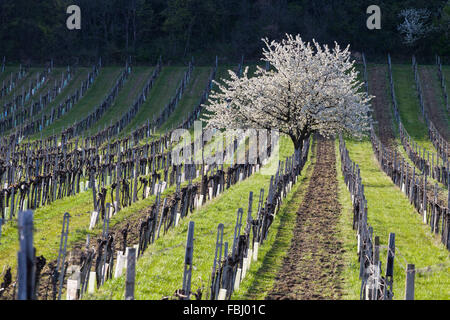 Fiore di Ciliegio ai piedi delle montagne Leitha tra Donnerskirchen e Purbach, al fiore di ciliegio pista ciclabile, Burgenland, Austria, Europa Foto Stock