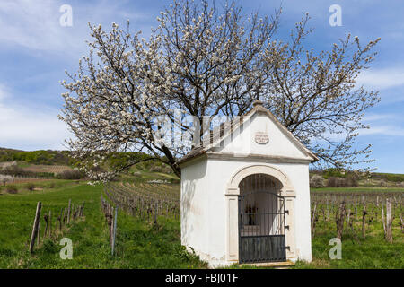 Fiore di Ciliegio ai piedi delle montagne Leitha tra Donnerskirchen e Purbach, al fiore di ciliegio pista ciclabile, Burgenland, Austria, Europa Foto Stock