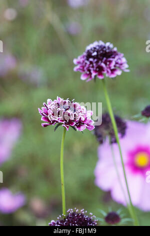 La Scabiosa. Atropurpurea Scabious fiori. Foto Stock