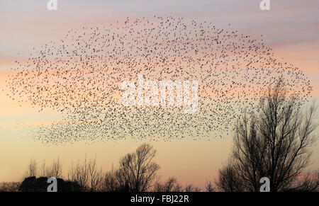 Per gli storni (Sturnus vulgaris) sono ' appollaiati in formazione di volo al tramonto, Lackford laghi, vicino a Bury St Edmunds, Suffolk, Dec 2014 Foto Stock