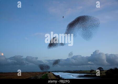 Per gli storni (Sturnus vulgaris) a Hen canneti, in inverno sono ' appollaiati volo, con gabbiani reali (Larus argentatus) che accompagnano la Foto Stock