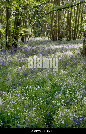 Maggiore Stitchwort(Stellaria holostea), rosso campion (silene dioica) e Bluebells (Endimione non scriptus),in misto di latifoglie woo Foto Stock