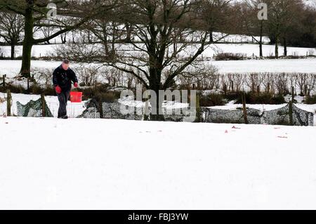 Uomo di gettare la carne sulla neve a Gigrin aquilone rosso stazione di alimentazione Llanddeusant Carmarthenshire Galles Foto Stock