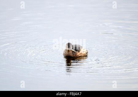 Tuffetto dabchick Tachybaptus ruficollis con un pesce nel becco Il Welsh Wildlife e Zona umida Riserva Naturale Cilgerrran Foto Stock