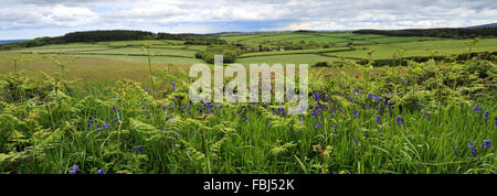 Estate, fiume Teign Valley vicino a villaggio Teign, Teignbridge distretto, Parco Nazionale di Dartmoor, della Contea di Devon, Inghilterra, Regno Unito Foto Stock