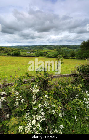 Estate, fiume Teign Valley vicino a basso Ashton village, Teignbridge distretto, Parco Nazionale di Dartmoor, della Contea di Devon, Inghilterra, Regno Unito Foto Stock