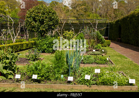 Baciata dal sole di alberi maestosi formano un sfondo colorato per la NEAT linee formale dei singoli lotti in Physic Garden Foto Stock