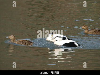 Due maschi e due femmine di nuoto, (prigioniero) WWTrust, Arundel, West Sussex, Regno Unito Gennaio 2010 Foto Stock