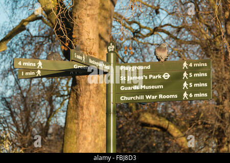 Piccioni seduti su un cartello in San Jame's Park, Londra, Inghilterra, Regno Unito Foto Stock