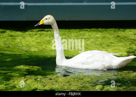 Swan in acqua di alghe Foto Stock