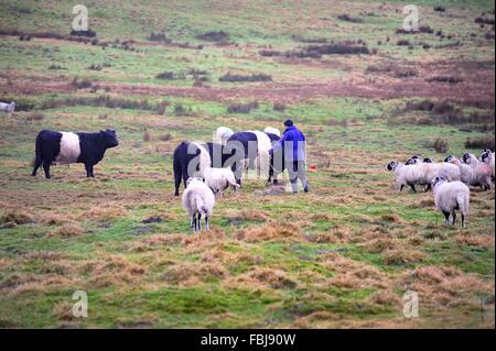 Alimentazione manuale razza rara Belted Galloway bovini Foto Stock