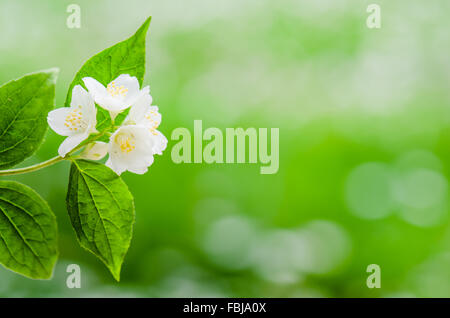 Blooming jasmine bush, close-up Foto Stock