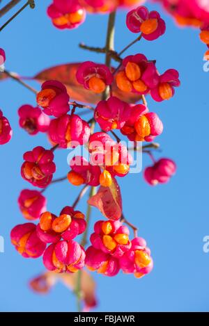 Euonymus europaeus - mandrino, bacche mature.con il blu del cielo Foto Stock