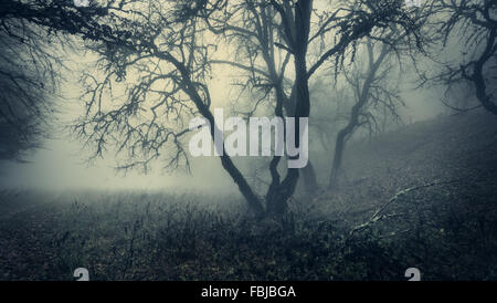 Mistica della foresta di autunno verde con la nebbia di mattina. Bellissimo paesaggio. In stile vintage Foto Stock