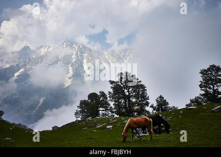 L'Himalaya indiano, cavalli, Indrahar pass, Snow Summit, Dhauladhar, Himachal Pradesh, India Foto Stock