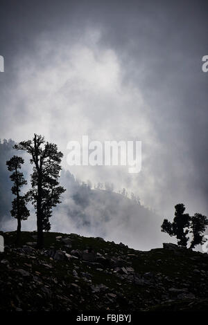 L'Himalaya indiano, cavalli, Indrahar pass, Snow Summit, Dhauladhar, Himachal Pradesh, India Foto Stock