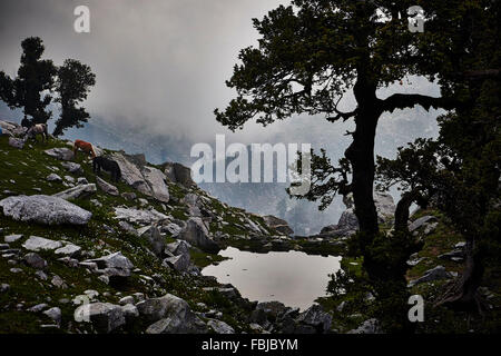 L'Himalaya indiano, cavalli, Indrahar pass, Snow Summit, Dhauladhar, Himachal Pradesh, India Foto Stock