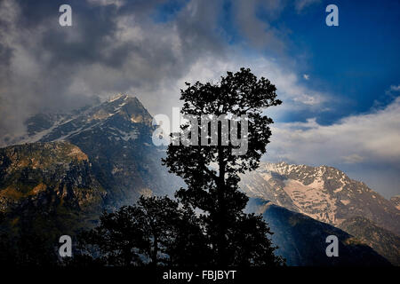 L'Himalaya indiano, cavalli, Indrahar pass, Snow Summit, Dhauladhar, Himachal Pradesh, India Foto Stock