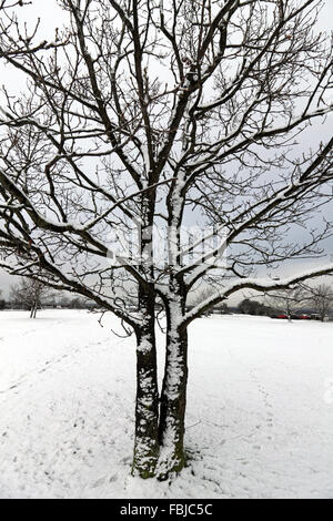 Epsom Downs, Surrey, Regno Unito. Il 17 gennaio 2016. Per una notte nevicata a sinistra una coltre di bianco su Epsom Downs che rimase per tutta la giornata. Come parte del North Downs nel Surrey, Epsom Downs è leggermente quota superiore rispetto a quella della zona circostante e spesso presenta una copertura quando la città vicina è priva di neve. Foto Stock