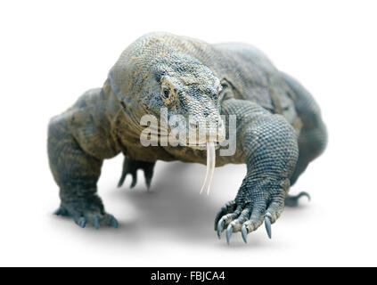 Camminare drago di Komodo isolato su bianco con tracciato di ritaglio Foto Stock