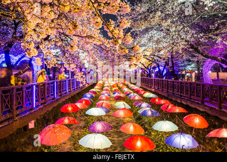 Di notte fiori ciliegio in Busan, Corea del Sud. Foto Stock