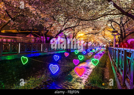 Di notte fiori ciliegio in Busan, Corea del Sud. Foto Stock