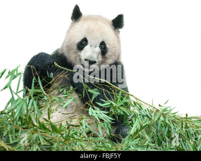 Orso Panda earing foglie di bambù isolato su bianco con tracciato di ritaglio Foto Stock