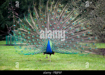 Maschio blu indiano Peacock in Kew Gardens, London, Regno Unito Foto Stock