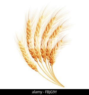 Spighe di grano. EPS 10 Illustrazione Vettoriale
