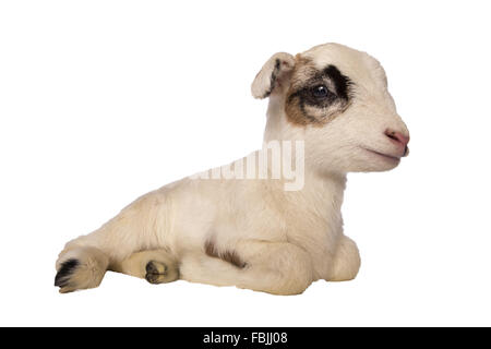 Carino little lamb sdraiato isolati su sfondo bianco Foto Stock