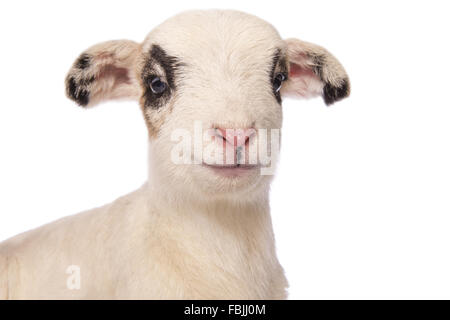 Piccolo grazioso agnello maculato colpo alla testa isolata su sfondo bianco Foto Stock