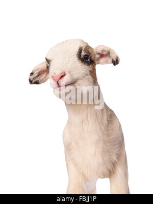 Piccolo grazioso agnello maculato isolati su sfondo bianco Foto Stock