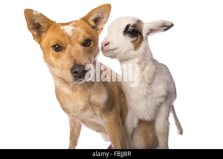 Miniature pinscher e abbacchio isolati su sfondo bianco Foto Stock